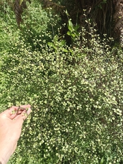 Coprosma tenuicaulis