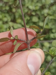 Coprosma tenuicaulis