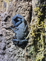 Centruroides limbatus