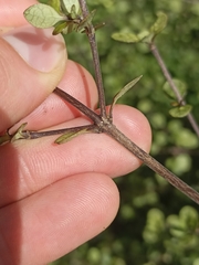 Coprosma tenuicaulis