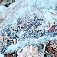 Penicillium digitatum