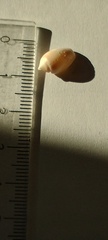 Olivancillaria