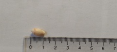 Olivancillaria