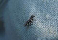 Aristotelia roseosuffusella