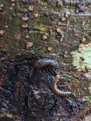 Parmacochlea balios