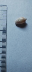 Olivancillaria