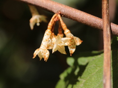 Elaeagnus glabra