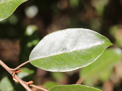 Elaeagnus glabra