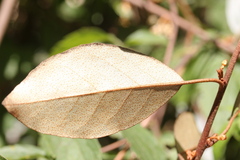 Elaeagnus glabra