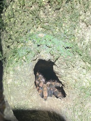 Megaphobema mesomelas