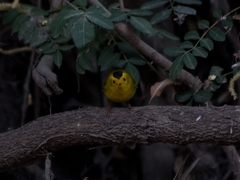 Cardellina pusilla