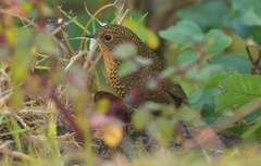 Pnoepyga albiventer
