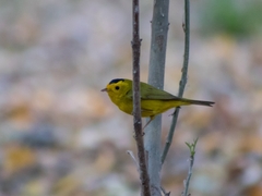 Cardellina pusilla