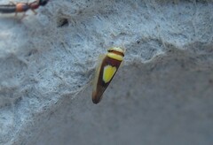 Colladonus clitellarius