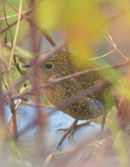 Pnoepyga albiventer