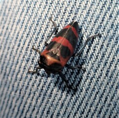 Eurymelops rubrovittata