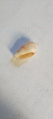 Olivancillaria