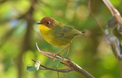 Cettia castaneocoronata