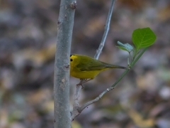 Cardellina pusilla