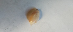 Olivancillaria