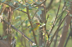 Cettia castaneocoronata