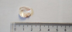 Bostrycapulus odites