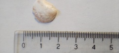 Bostrycapulus odites