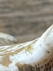 Epocilla