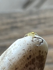 Epocilla