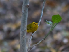 Cardellina pusilla