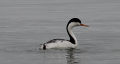 Aechmophorus clarkii