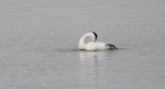 Aechmophorus clarkii