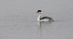 Aechmophorus clarkii