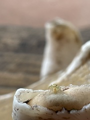 Epocilla
