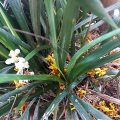 Ophiopogon planiscapus