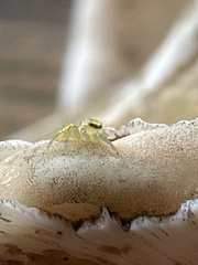 Epocilla