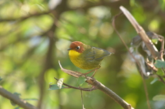 Cettia castaneocoronata