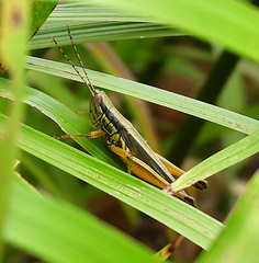 Bermius odontocercus