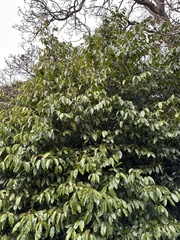 Prunus lusitanica
