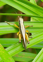 Bermius odontocercus
