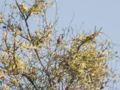 Ptiliogonys cinereus