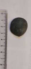 Glycymeris longior