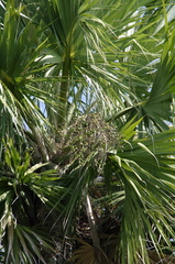(c) Eric Knight, some rights reserved (CC BY) Sabal maritima, photograph (c) Eric Knight, some rights reserved (CC BY)