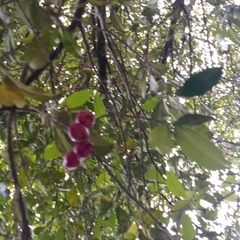 Syzygium paniculatum