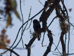 Sturnus vulgaris
