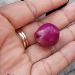 Syzygium paniculatum