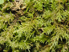 Kindbergia oregana