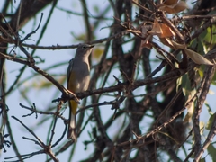 Ptiliogonys cinereus
