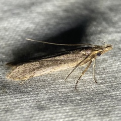 Dichomeris ligulella