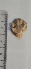 Plicatula gibbosa